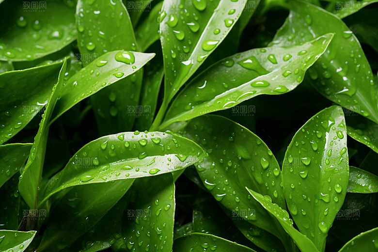 茶叶春天春茶摄影图