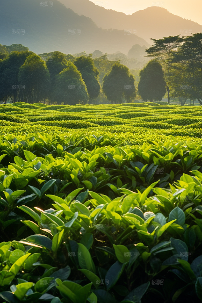 茶叶茶树高清摄影图