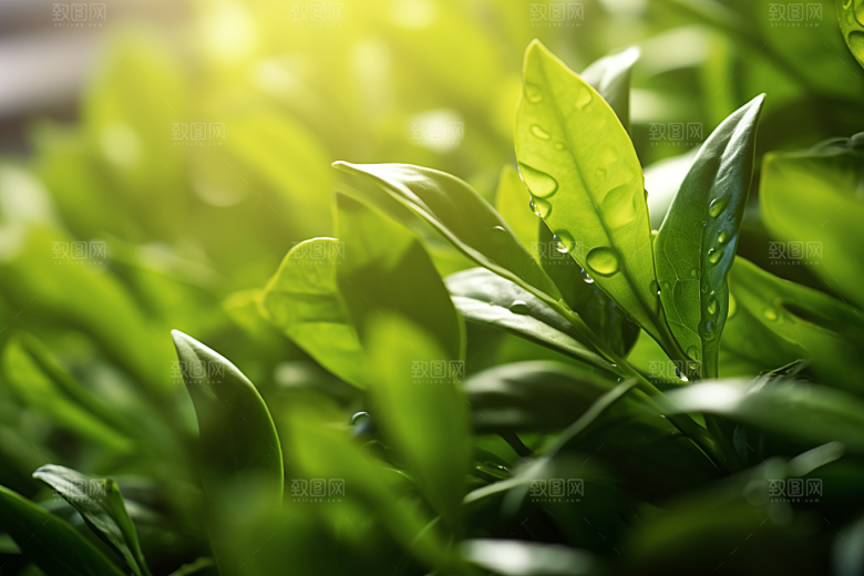 茶叶自然雨前龙井摄影图