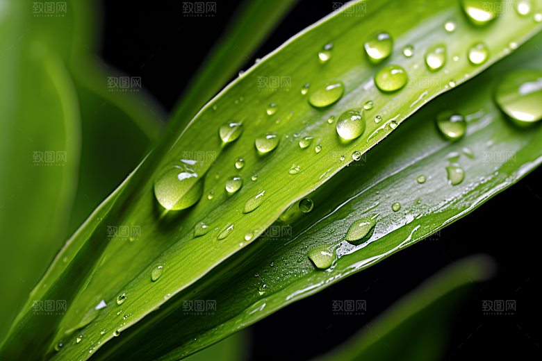 茶叶清新采茶摄影图