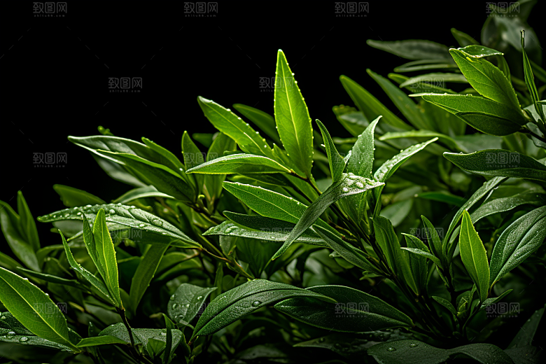 茶叶茶山新茶摄影图