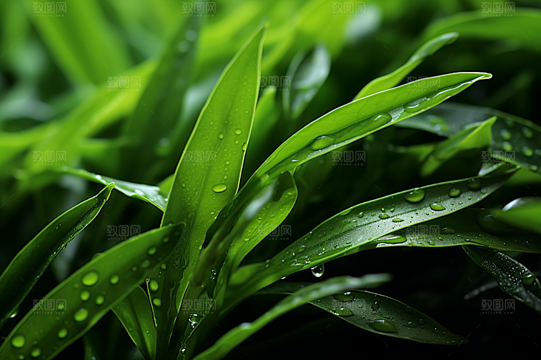茶叶茶园茶树摄影图