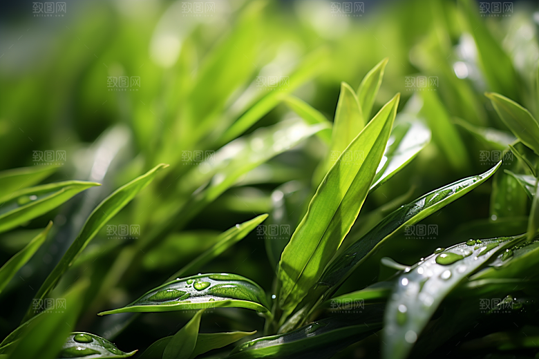 茶叶春茶雨前龙井摄影图