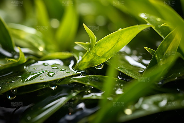 茶叶清明谷雨高清摄影图