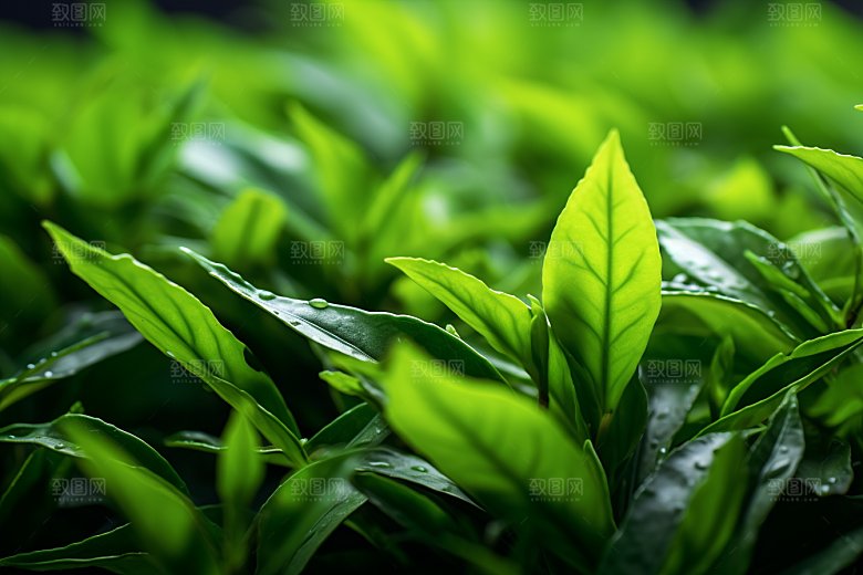茶叶新茶清新摄影图