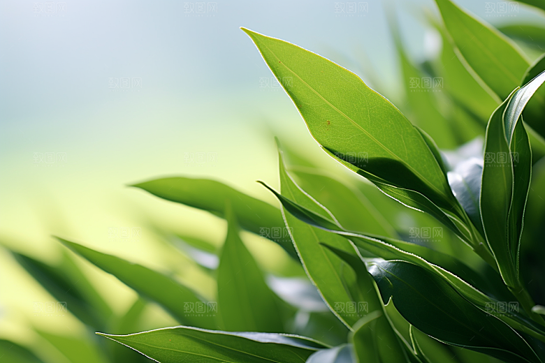 茶叶春季春茶摄影图