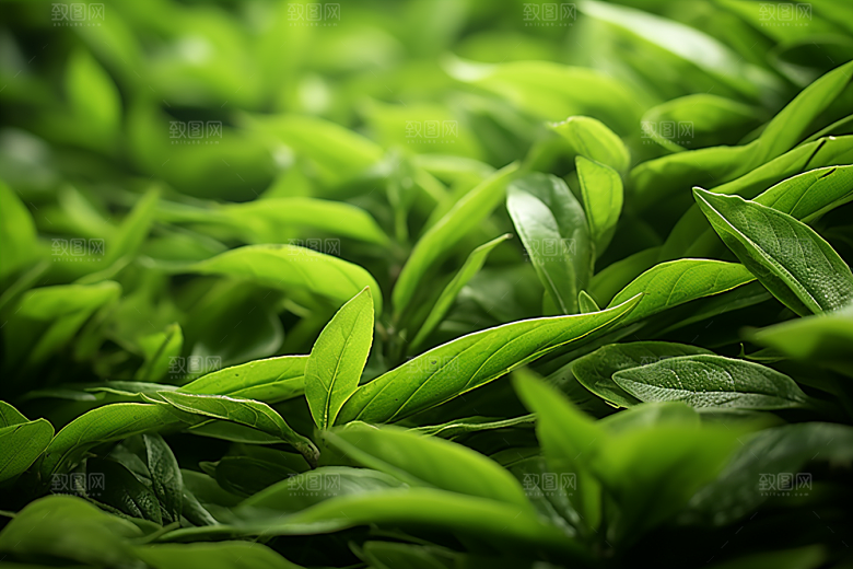茶叶采茶自然摄影图
