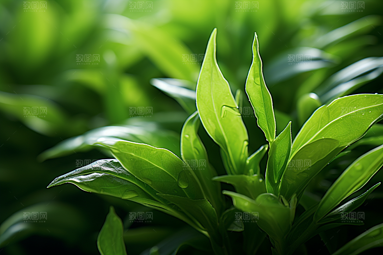 茶叶春天采茶摄影图