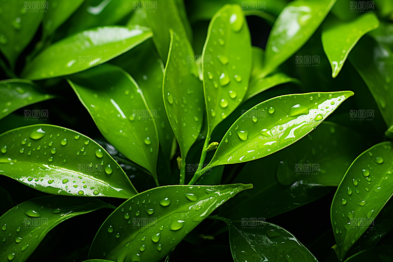 茶叶茶树春天摄影图