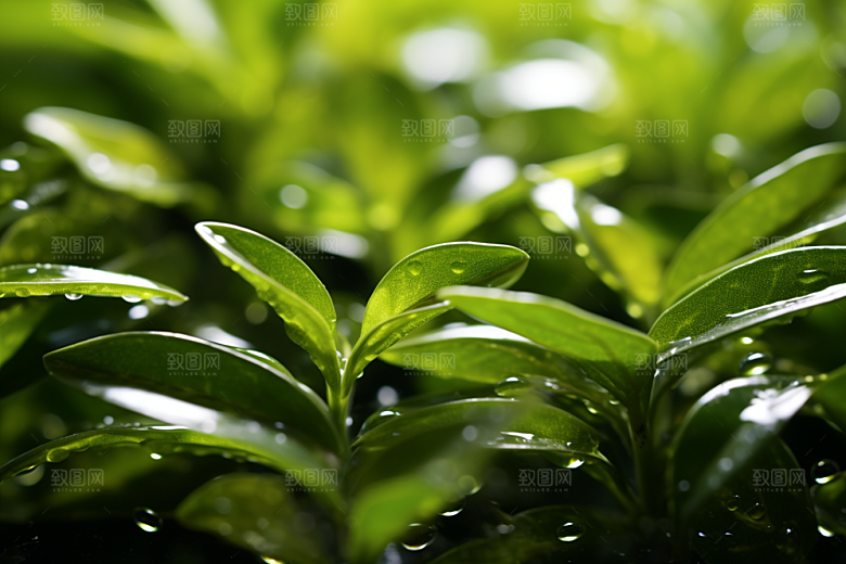 茶叶春茶茶树摄影图