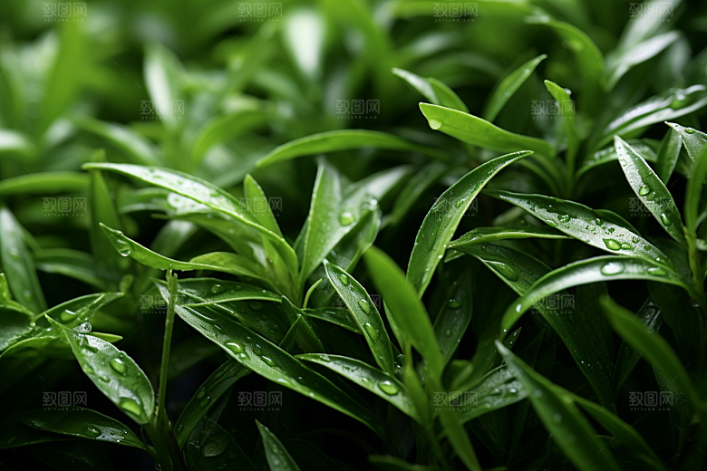 茶叶清明谷雨采茶摄影图
