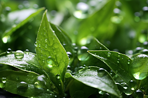 茶叶清明谷雨自然摄影图