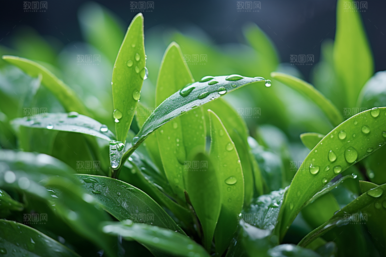 茶叶雨前龙井清明谷雨摄影图