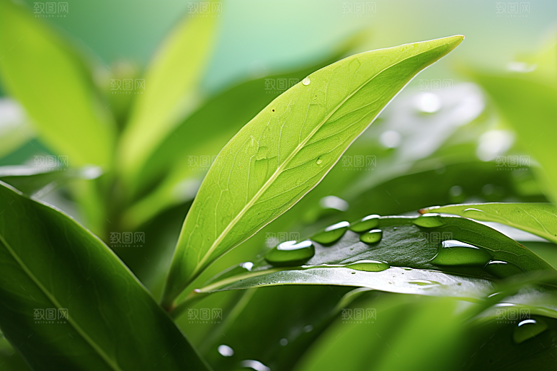 茶叶清新自然摄影图