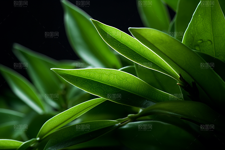 茶叶茶树春天摄影图