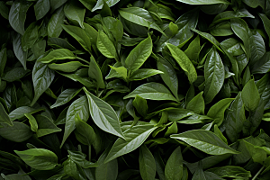 茶叶茶树自然摄影图