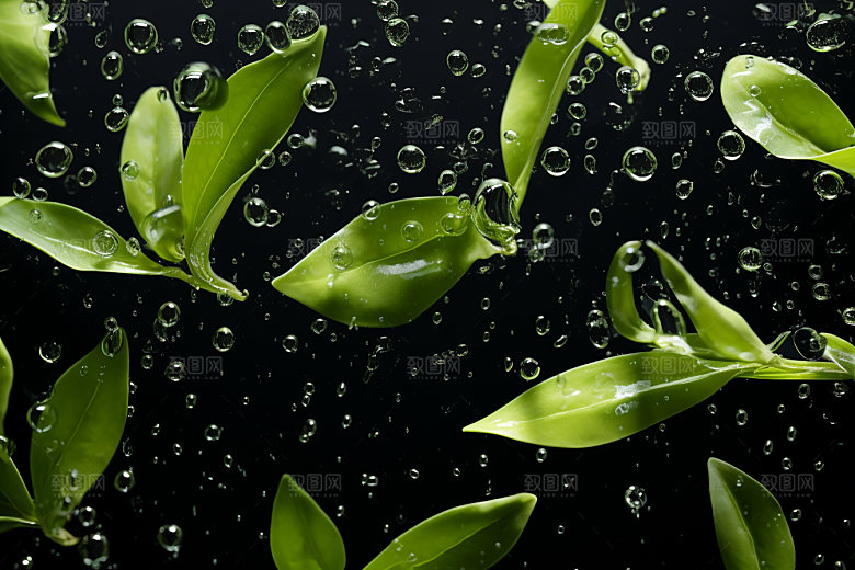 茶叶雨前龙井采茶摄影图