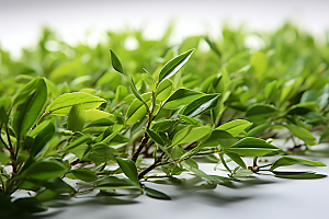 茶叶清新新茶摄影图