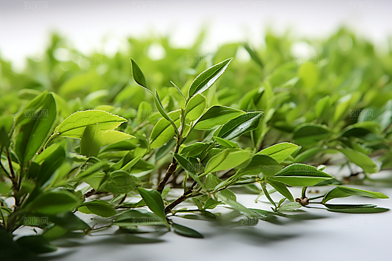 茶叶清新新茶摄影图