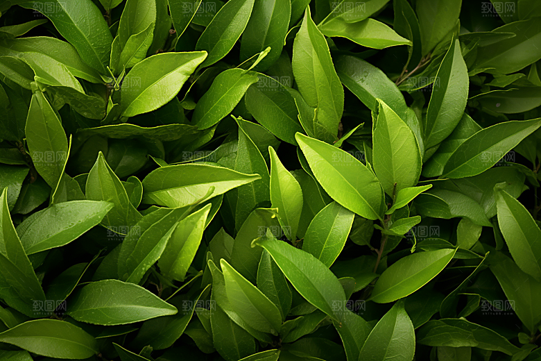茶叶茶山春茶摄影图