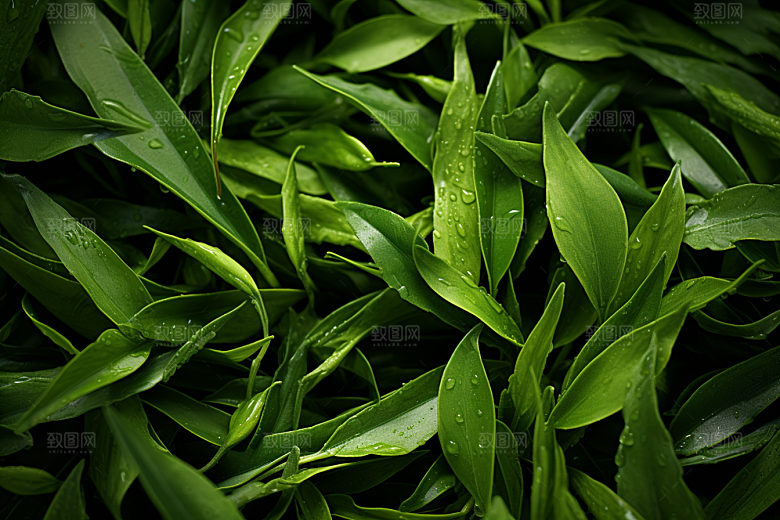 茶叶自然清明谷雨摄影图