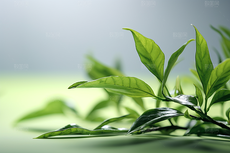 茶叶自然春天摄影图