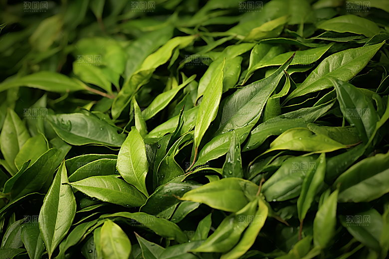 茶叶茶树茶园摄影图