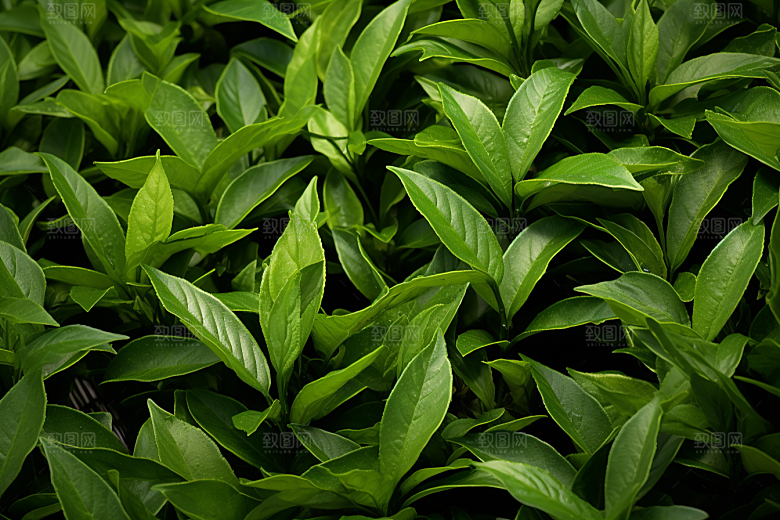 茶叶春茶茶树摄影图