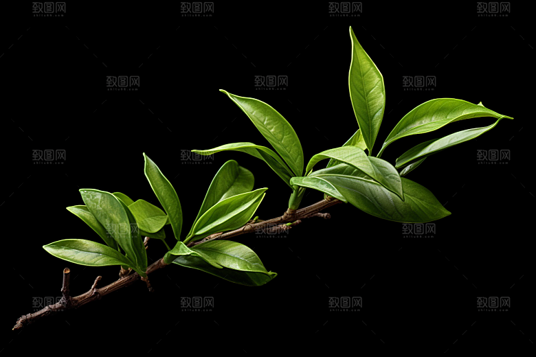 茶叶清明谷雨茶园摄影图