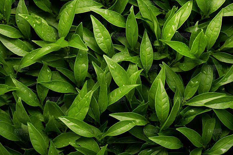 茶叶春茶春季摄影图