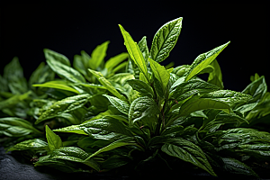 茶叶采茶茶园摄影图