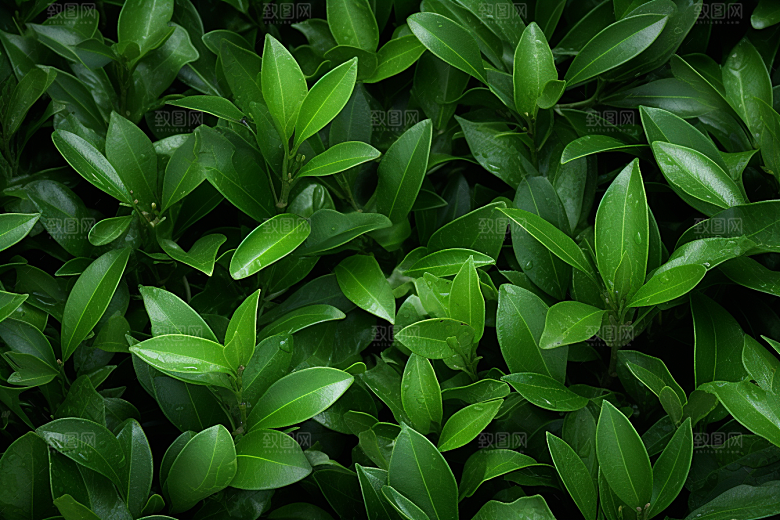 茶叶茶山茶园摄影图