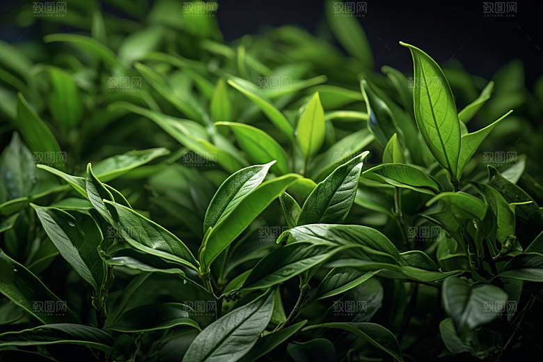 茶叶高清新茶摄影图