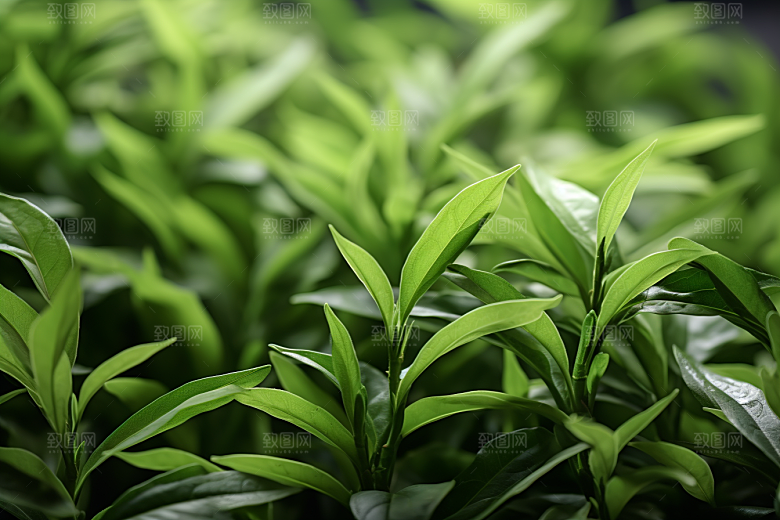 茶叶春茶春季摄影图