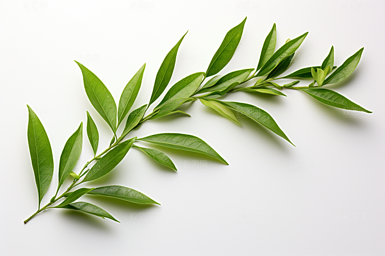 茶叶清新春茶摄影图