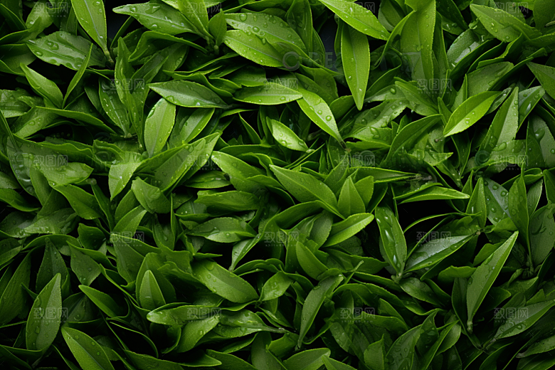 茶叶新茶高清摄影图