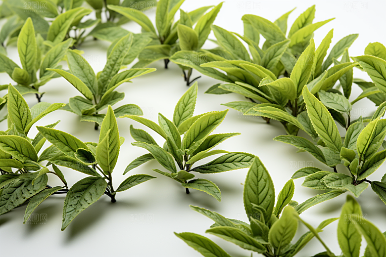 茶叶采茶新茶摄影图