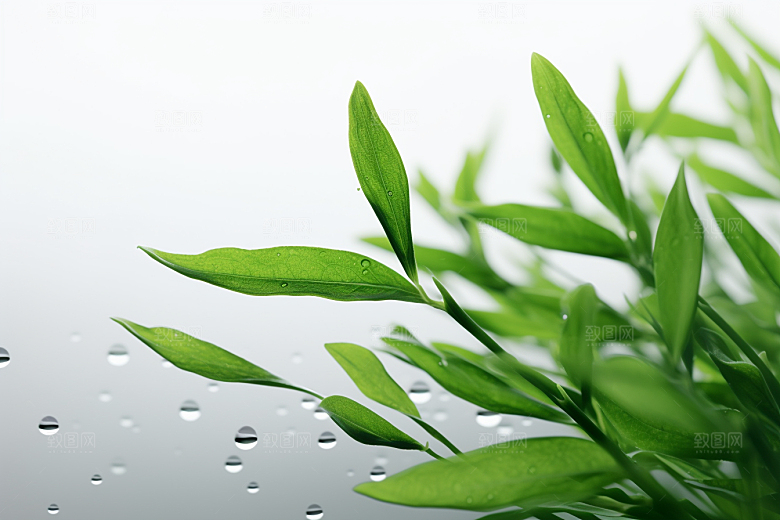 茶叶茶园自然摄影图
