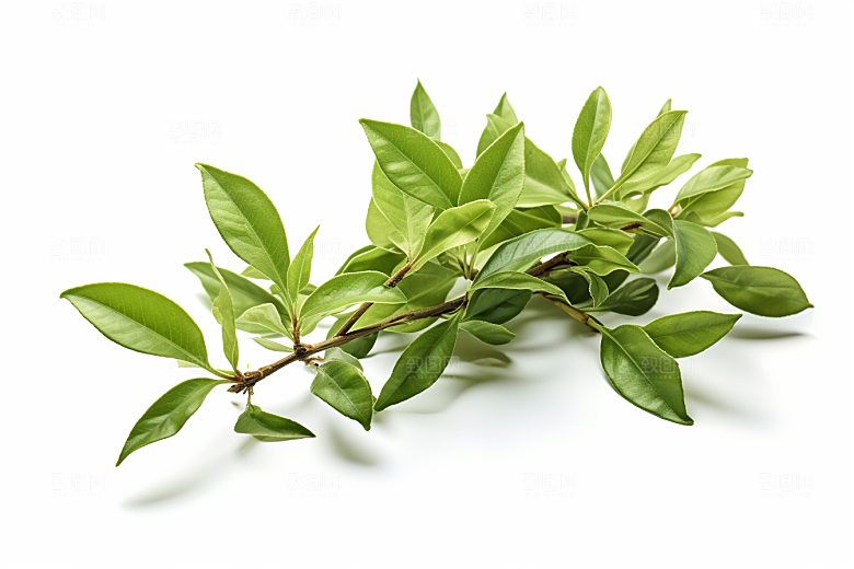 茶叶春季新茶摄影图