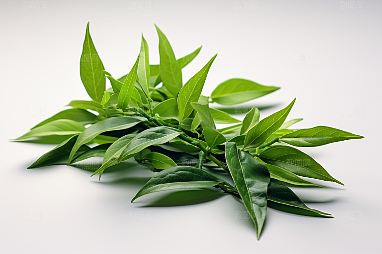茶叶春茶茶山摄影图