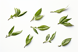 茶叶春天茶树摄影图