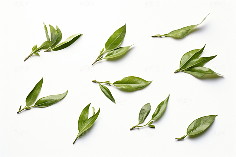 茶叶春天茶树摄影图