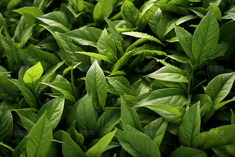 茶叶茶树茶园摄影图