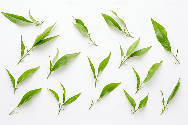 茶叶春茶自然摄影图