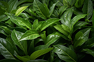 茶叶春季茶树摄影图