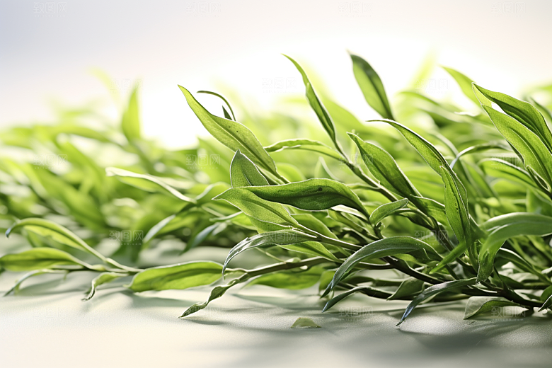 茶叶采茶茶园摄影图