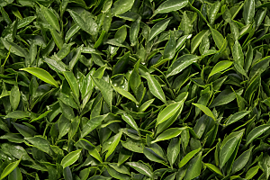 茶叶清明谷雨茶树摄影图