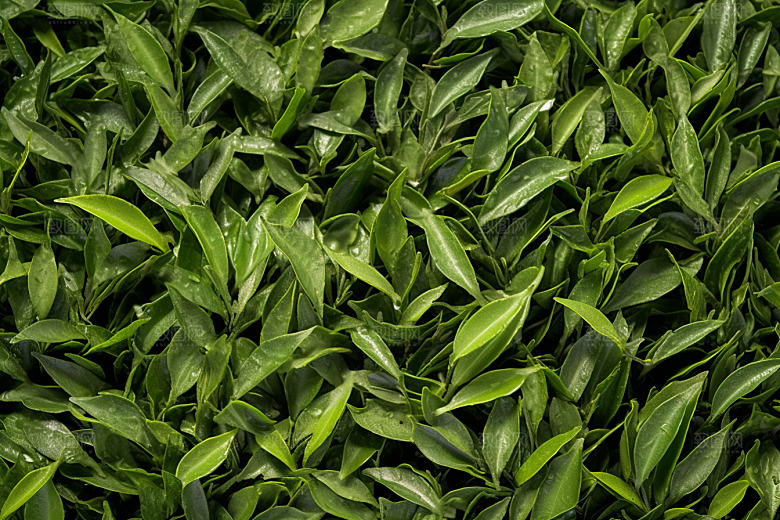 茶叶清明谷雨茶树摄影图