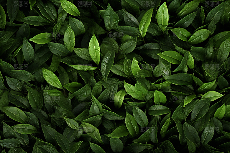 茶叶春天春茶摄影图