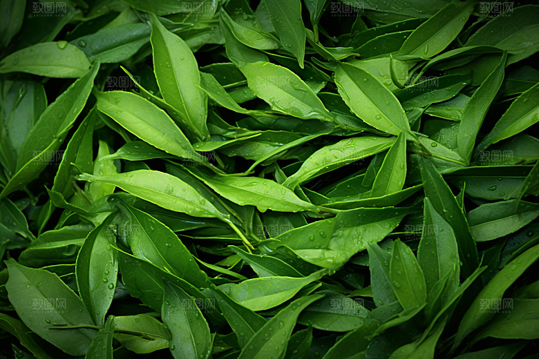 茶叶春季茶树摄影图